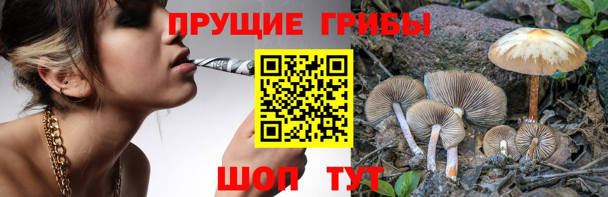 Псилоцибиновые грибы Psilocybine cubensis  закладка  Псилоцибиновые грибы MAGIC MUSHROOMS  Армавир  Вход с VPN 